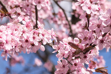 Blooming delicate pink flowers in early spring Blut-Pflaume. Prunus cerasifera 'Nigra', Familie: Rosaceae. Branches of cherry blossoms on a sunny day with blue sky on background.