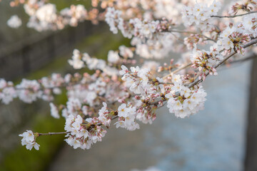 桜・ソメイヨシノ