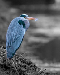 a grey heron is looking for food on a field at a small river