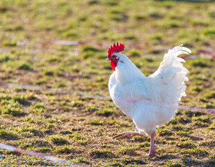 A proud white rooster stands tall, his red crest aglow with vibrant energy. His sharp, piercing crows resound through the countryside, announcing the arrival of a new day.