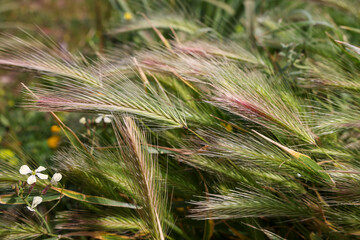 Wheat field. A close up of an ear of rye. Food crisis and hunger during the war