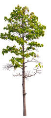 Obraz premium real tree on the transparent background has removed the original background
