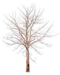 real death tree PNG file transparent