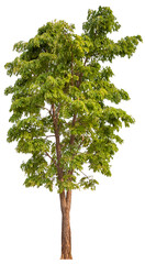 Fototapeta premium real tree on the transparent background has removed the original background