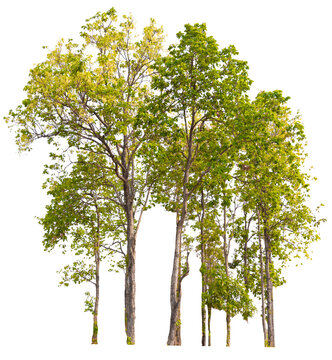small forest PNG removed original background
