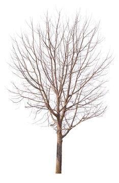 real death tree PNG file transparent