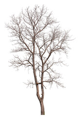 real death tree PNG file transparent
