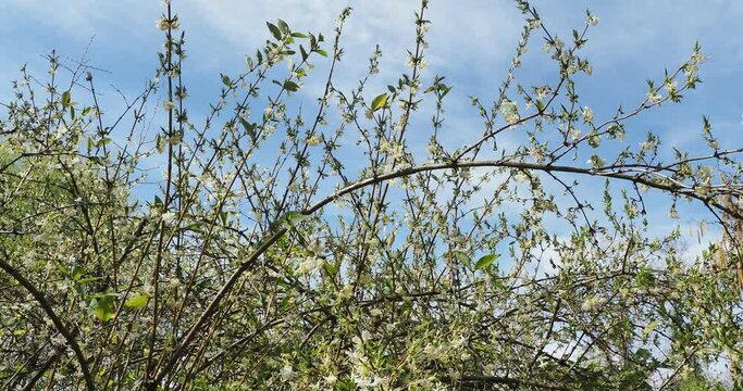 Winter-flowering or Fragrant honeysuckle (Lonicera fragrantissima) Bushy shrub with tangle of slender, spreading branches covered of creamy white scented flowers in early spring
