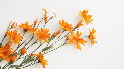 Fototapeta na wymiar orange flower, white background, masterpiece, high quality
