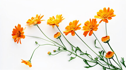 orange flower, white background, masterpiece, high quality