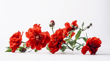 red flower, white background, masterpiece, high quality