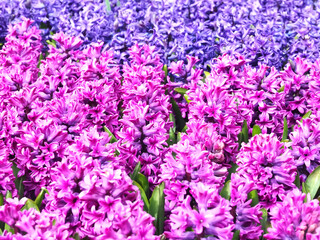 Fototapeta premium Field with blooming hyacinths Hyacinthus orientalisin bright colors