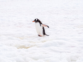 Gentoo penguin, Pygoscelis papua, walking in snow on Petermann Island, Antarctic Peninsula, Antarctica