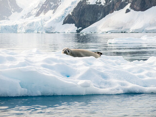 Crabeater seal, Lobodon carcinophagus, resting on a piece of floating ice in Andvord Bay, Antarctic Peninsula, Antarctica © TasfotoNL