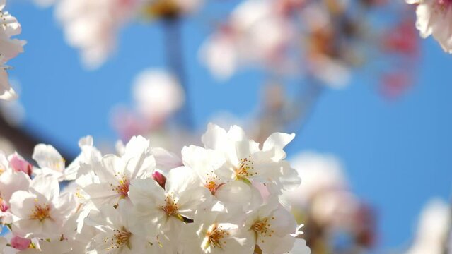 Beautiful cherry petals swaying in the wind on a sunny spring day