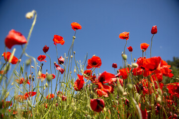 Field with red poppy flowers against a blue sky