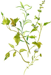 Watercolor bouquets with garden plants, wild flowers, countryside greenery, green meadow. Perfect for rustic wedding invitation, save the date, baby shower, wall art, fabric textile, pattern