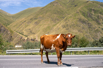 A red Swedish cow stands on the road against the background of mountains