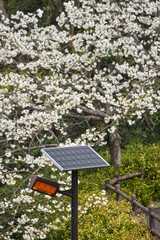 満開の桜の花と太陽光パネル