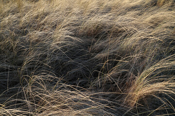 Reeds and grass - Aberdeen Beach and Queens Links - River Don mouth - Esplanade - Aberdeen city - Scotland - UK - obrazy, fototapety, plakaty