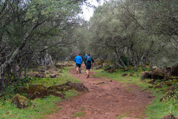 Fototapeta premium Senderistas caminando por la senda en el bosque mediterráneo.