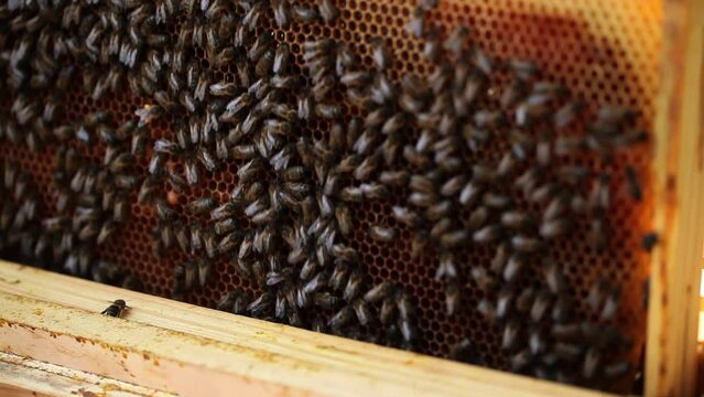 Beekeeper showing honeycomb with honey