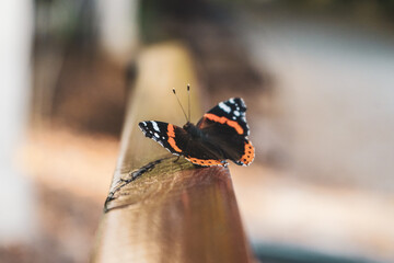Butterfly