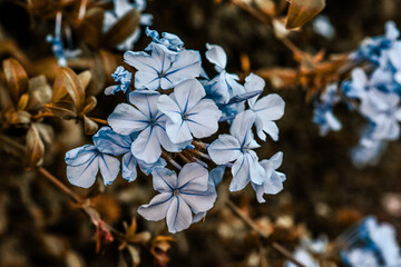 Blue Flowers