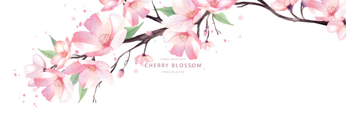 Cherry blossom watercolor vector background banner design