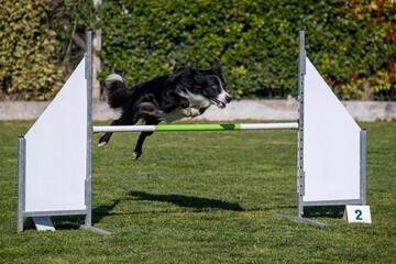 Border collie dog jumping over the obstacle during agility training outdoors.
