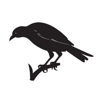 nice vector images  silhouette black bird