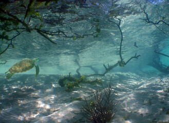 a sea turtle in some mangroves in the caribbean sea