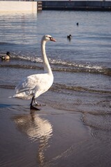 Beautiful white birds over the sea water. Cute swans on the beach in Gdynia, Poland.