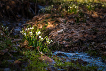 Blooming Spring Snowflake flowers in a spring forest at springtime. 
