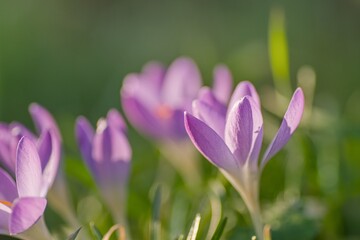 Spring time light purple crocus flowers