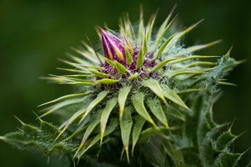 close-up thistle boom flower macro detail