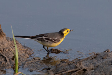 Citrine wagtail or Motacilla citreola observed near Nalsarovar in Gujarat, India