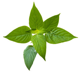 PNG leaf removed original background