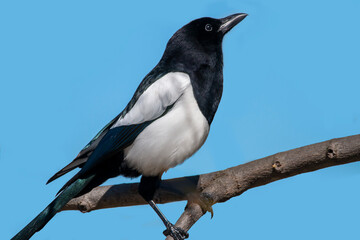Magpie is resting on a branch of tree. Magpie isolated on blue. Pica pica.