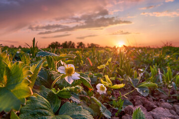 Blooming strawberries close up. Berry bushes on the field during sunset