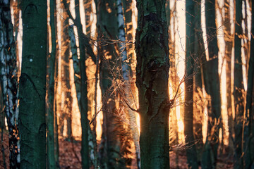 Sunset in the forest in early spring. The sun illuminates thin bare twigs. Natural forest texture