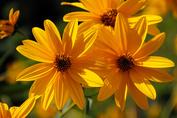 yellow Jerusalem artichokes flowers of the sun