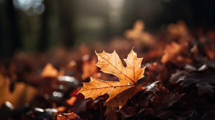 Fototapeta na wymiar autumn leaves