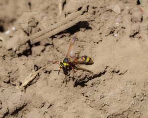 potter wasp (Delta esuriens)