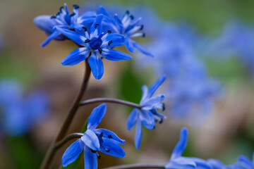 Wild two-leaf squill flowers