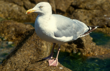 Goéland argenté, .Larus argentatus, European Herring Gull