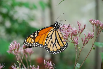 Monarch Butterfly on a Flower