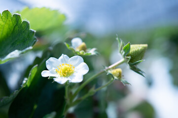 いちご農園で栽培されているあまおうの花