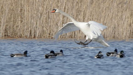 Mute swan bird in flight, bird flying and landing on water