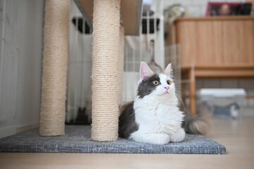 香箱座りする猫（メインクーン）